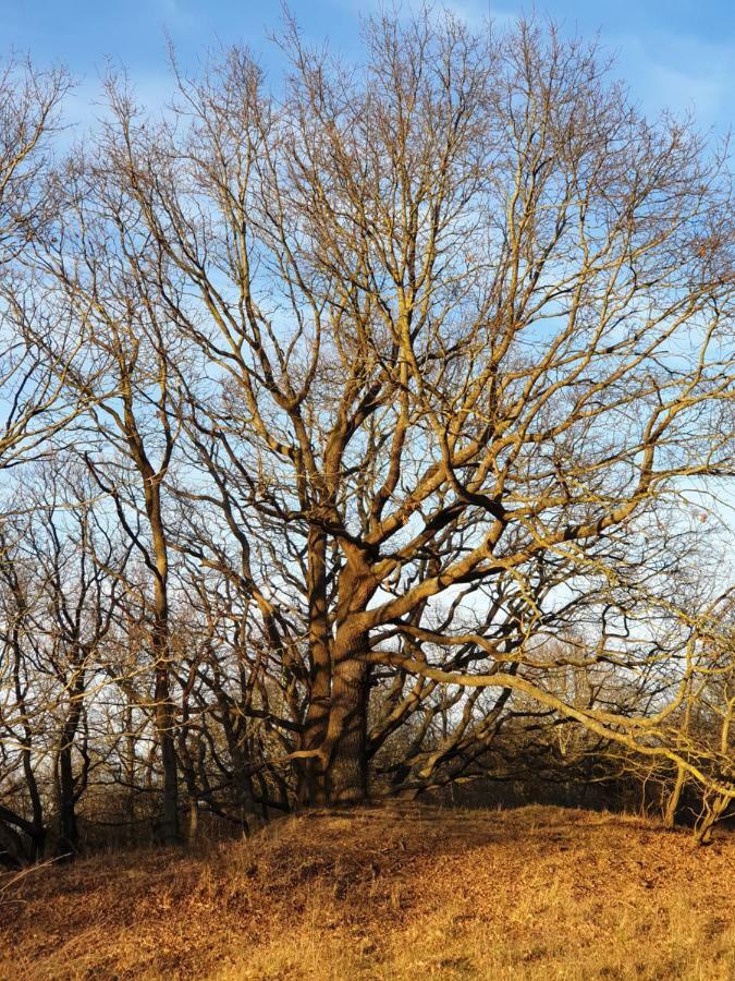 Seesternchen Gross Schwansee Bagian luar foto